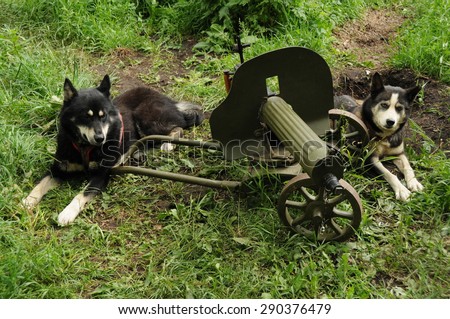 Sled dogs with an old Russian machine gun.