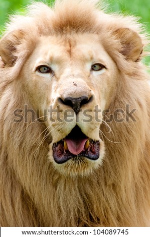White lion about to roar