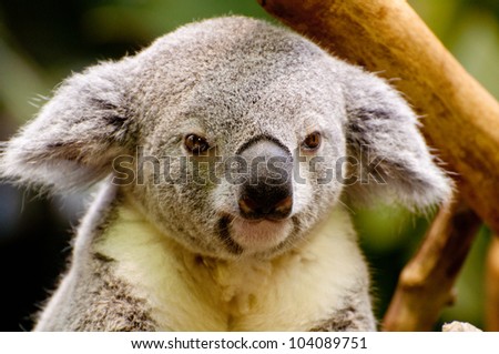 A young koala waking up after resting a long long time