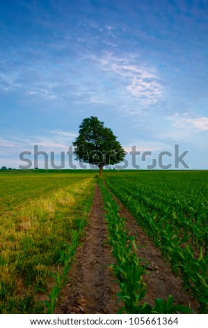 A lone tree in a field of corn