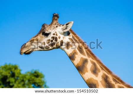 A giraffe stands tall in the blue sky
