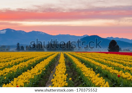 Yellow tulip field set again a beautiful pink morning sky