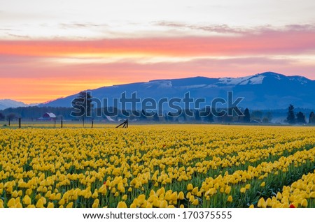 Yellow tulip field set again a beautiful pink morning sky