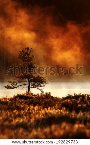 Pine tree at the bank of small pond at Southern Finland. Spring morning.