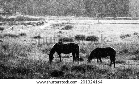 Grazing horses on pasture in rain at Urjala, Southern Finland.