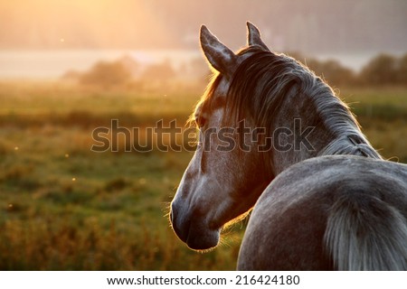 Horse on pasture at September evening near sunset.