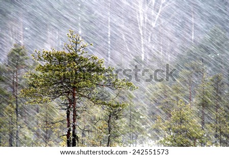 Pine tree and snowfall in Torronsuo national park, Tammela, Southern Finland.