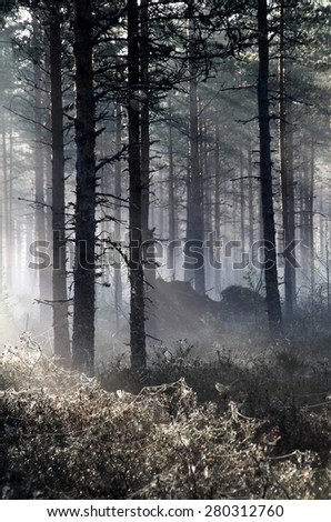 Misty spring morning in Pine tree forest in Southern Finland.