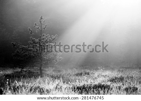Pine tree touched by sunlight in mist in Southern Finland.