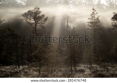 Pine trees and mist at early spring morning in Southern Finland.