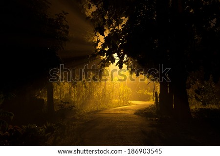 Yellow Light Ray from Rod Light in the middle of night in a forest