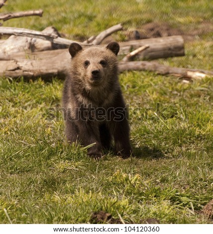 Grizzly bear cub poses on green grass in early spring.