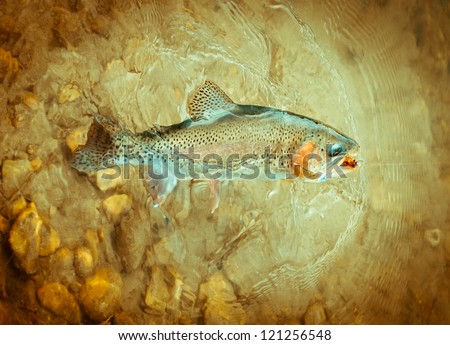 Abstract rainbow trout hooked on a fly.