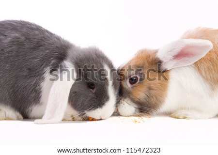 Dutch mini-lop rabbits isolated on white