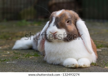 Dutch mini-lop rabbit resting in the garden