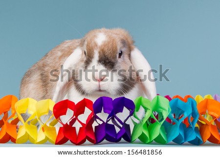 Mini-lop rabbit with birthday garland