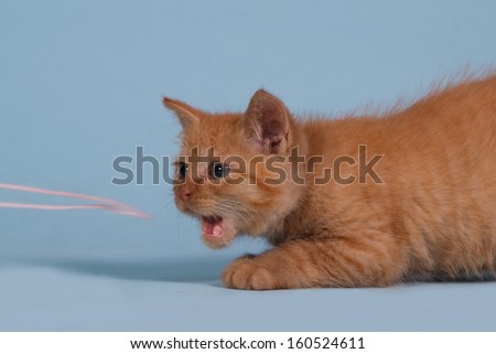 Red kitten playing with pink wool