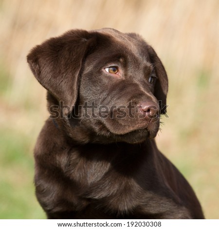 Portrait of a chocolate brown labrador puppy