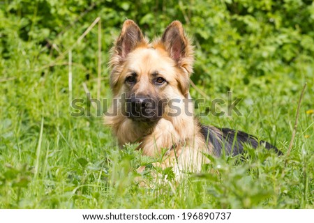German shepherd in the grass