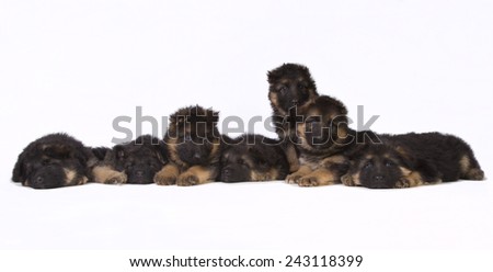 Complete litter of seven cute German shepherd puppy\'s isolated on white