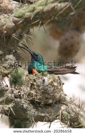Nesting hummingbird in cactus