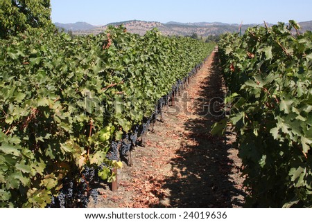 Vineyard with rows of grape vines in Napa Valley, California
