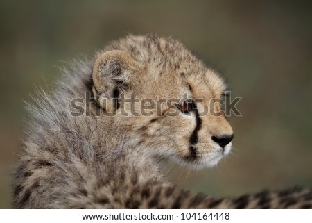 Cheetah cub, one of six cubs, Mother: Shingo, Masai Mara, Kenya