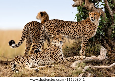 Cheetah Mother And Two Older Cubs, Masai Mara, Kenya