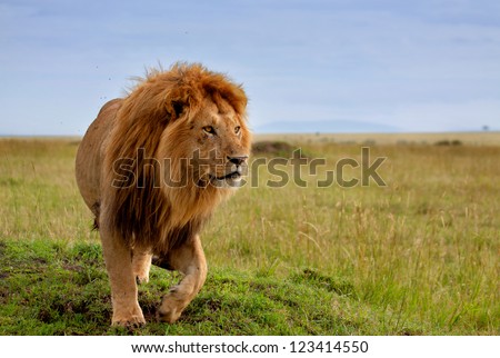 The most beautiful lion of the Masai Mara