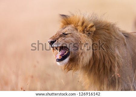 Lion roaring, Masai Mara, Kenya