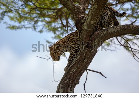 Leopard female climbing down a tree Ngorongoro Conservation Area, Tanzania