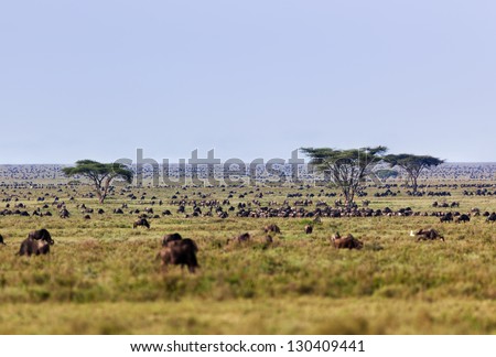 Great Migration herds, Ndutu Area, Ngorongoro Conservation Area