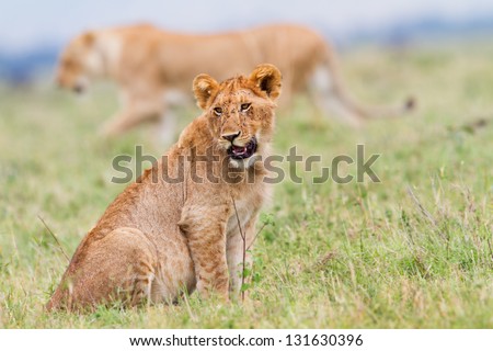Young Lion with mother in the background, Marsh pride, Masai Mara, Kenya