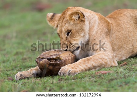 Young Lion with turtle, Masai Mara, Kenya