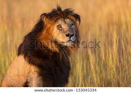 Old Lion Notch enjoys the first rays of sunlight in Masai Mara, he is 13 years old and the oldest Lion in Masai Mara