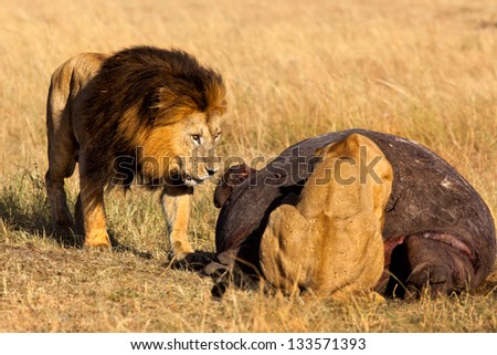 Lion Notch, the most powerful and oldest lion of Masai Mara has hunted a Hippo