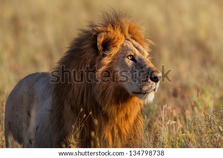 Close Up From A Lion Looking For Food In Serengeti, Tanzania