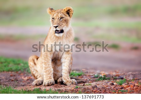 Young Lion sitting near the road in Masai Mara, Kenya