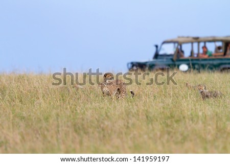 Cheetah Family With Safari Car In The Background, Masai Mara