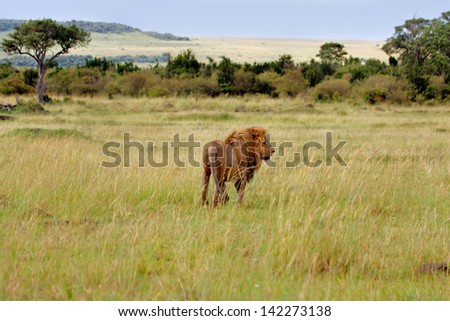 Big Lion on the way to his pride in the beautiful landscape of Masai Mara, Kenya