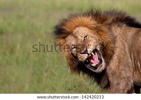 Angry roaring Lion of Olkiombo Pride in Masai Mara, Kenya