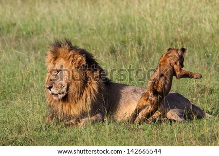 Big Lion from Olkiombo pride with his jumping cub, Masai Mara, Kenya