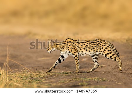 Serval cat on the way to hunt in Masai Mara, Kenya