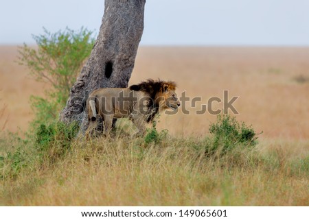 Big Lion, son of the famous Lion Notch, on the way to his family near Ol Keju Rongai River in Masai Mara, Kenya