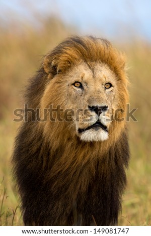 Big Lion Caesar, son of Lion Notch, with a very beautiful mane blowing in the wind in Masai Mara, Kenya