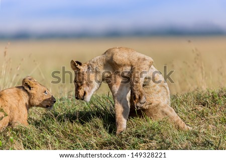 Playing Lion mother and cub of Marsh Pride in Masai Mara, Kenya
