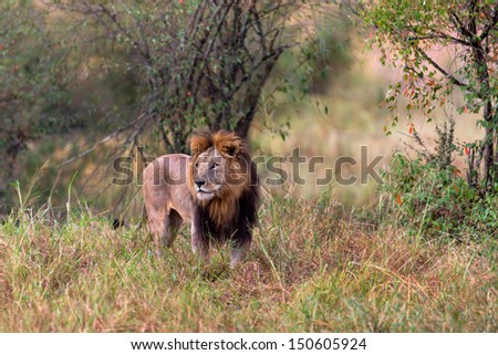 Lion with black mane, legendary Lion Notches son, controlled his territory in Masai Mara, Kenya