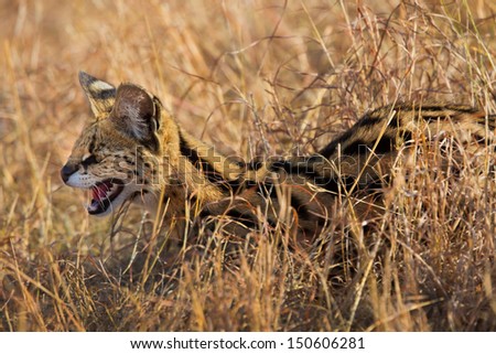 Portrait of a hissing Serval cat, it was attacked by two cheetahs, but it survived in Masai Mara, Kenya