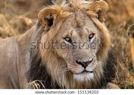 Portrait of a big Lion, leader of Rongai Pride, in Masai Mara, Kenya