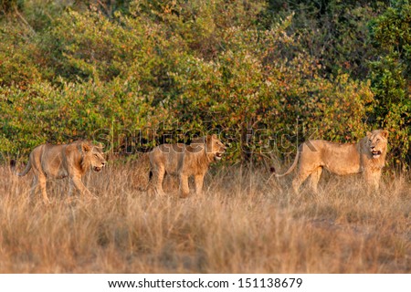Three young Lions of Rekero Pride at sunrise, Masai Mara, Kenya